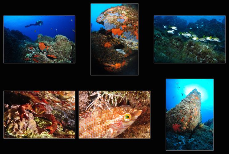 la série de Philippe Delorme au 35 e championnat de France de photographie sous-marine