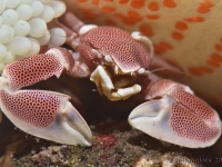 François-Pierre Championnat France 2025