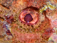 004 : catégorie macro poisson, photo de la sélection présentée au jury