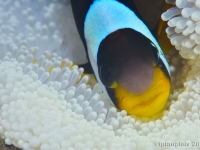 005 : catégorie thème (la vie cachée), photo de la sélection présentée au jury