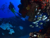 006-catégorie ambiance faune mobile, photo de la sélection présentée au jury