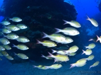 010-20250403_09h44mn43s_DSC_0021 : photo réalisée durant la compétition